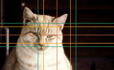 cat with grid